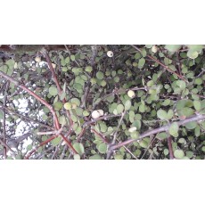 Coprosma crassifolia